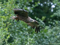 20170802 0557 : Falconcrest Valkerij Centrum Eindhoven