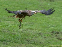 20170802 0577 : Falconcrest Valkerij Centrum Eindhoven