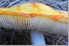 Paddenstoelen