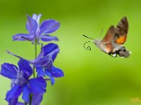 Kolibrievlinder : Kolibrievlinder