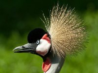 Kraanvogel : Olmense zoo