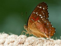 Vlindertuin Kwadendamme : Kwadendamme vlindertuin