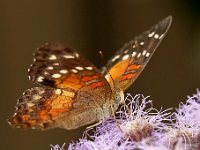 Vlindertuin Kwadendamme : Kwadendamme vlindertuin