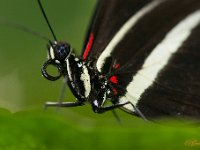 Vlindertuin Kwadendamme 2 : Kwadendamme vlindertuin