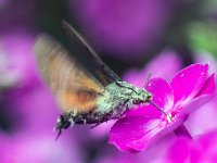 20150724 0082  Kolibrievlinder : Kolibrievlinder